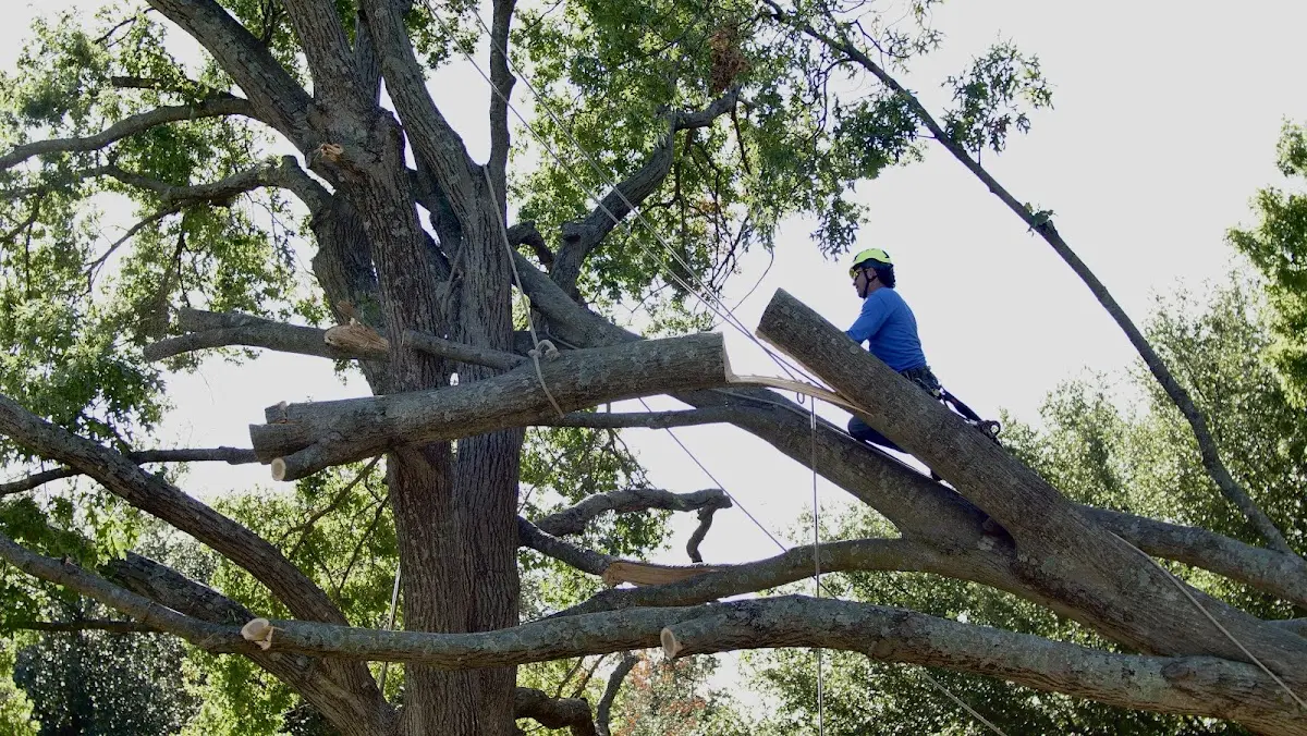 Professional Hazardous Tree Removal performed by certified arborists in Saucier